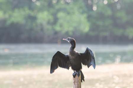 Indian cormorant, shag or Phalacrocorax fuscicollis sitting on tree trunk, mangroves bird wildlife, inland waters of subcontinent Indiaの写真素材