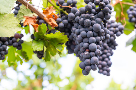 Blue grapes, Pinot Noir wine growing on vine, vineyard in Trier, Moselle Valley, Germany, landscape...