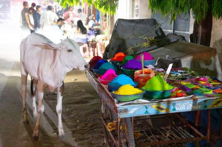 Holika Dahan evening, Holi festival India, cow at market stall, colorful powder, celebrating the...