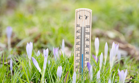 Thermometer with crocus flowers on a meadow, sunny day in spring, measure the temperature, weather forecastの写真素材