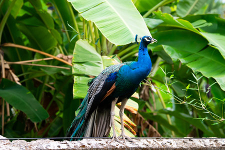 Blue peacock or peafowl bird in a tropical garden in South India, male with eye spotted colorful tail feathersの写真素材