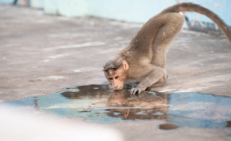 Barbary macaque ape, rhesus monkey drinking water from puddle, wildlife and urban environment in Indiaの写真素材