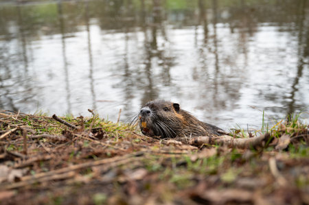 Nutria river rat, coypu herbivorous, semiaquatic rodent, Myocastoridae at water pond, wildlife animal, habitat wetlandsの写真素材