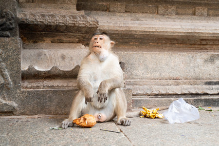 Barbary macaque ape, rhesus monkey eating coconut and banana, wildlife of Hampi India, jungle and...