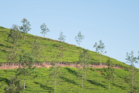 Tea plantation of Munnar, South India, fields in Kerala, Nilgiri hills, agriculture landscape,...