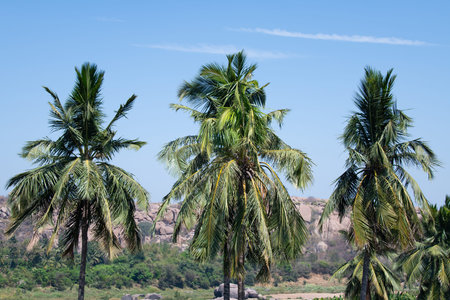 View over plantation and field of Hampi, Hemakuta Hill, India, landscape with palm trees, South...