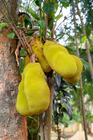 Jackfruit or nangka growing on a tree, green ripe tropical fruit in India, food plantation and...
