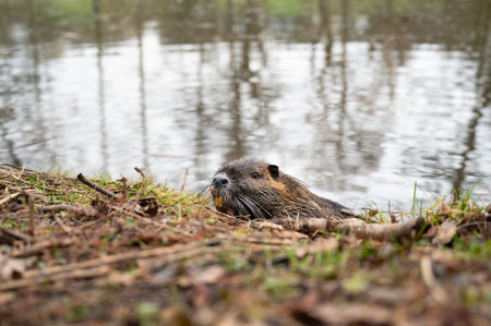 Nutria river rat, coypu herbivorous, semiaquatic rodent, Myocastoridae at water pond, wildlife...