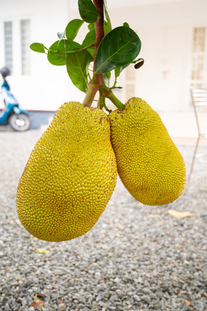Jackfruit or nangka growing on a tree, green ripe tropical fruit in India, food plantation and...