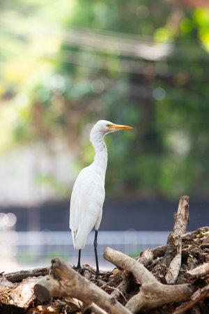 Cattle Egret is standing on a pile of wood and garbage in a city, wildlife in urban environment, India, bird in polluted natureの写真素材