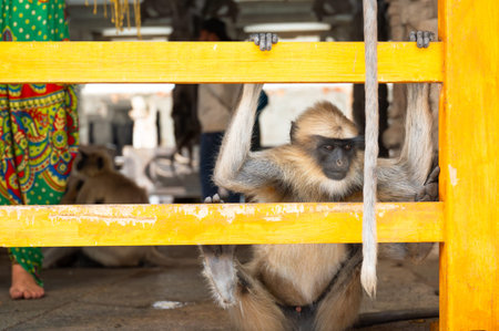 Northern plains gray langur ape, Semnopithecus entellus monkey in a temple, wildlife of Hampi India,...