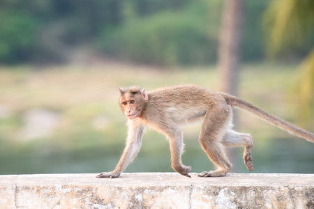 Rhesus monkey running on a wall, barbary macaque ape, wildlife and urban environment in India,...