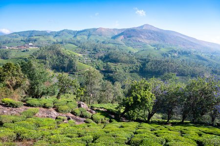 Tea plantation and forest of Munnar, South India, fields in Kerala, Nilgiri hills, agriculture...