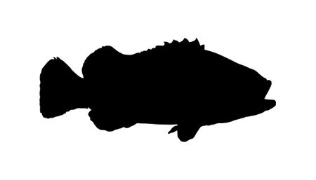 Groupers Fish Silhouette for Icon, Symbol, Pictogram, Logo or Graphic Design Element. Vector Illustrationのイラスト素材