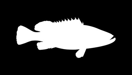 Groupers Fish Silhouette in Black Background for Icon, Symbol, Pictogram, Logo or Graphic Design...