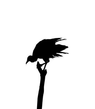Silhouette of the Black Vulture Bird, Based on my Photography as Image Reference, Location in Nickerie, Suriname, South America. Vector Illustrationのイラスト素材