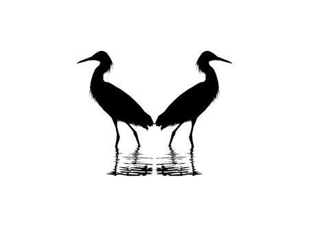 Pair of The Black Heron Bird (Egretta Ardesiaca), also known as the Black Egret Silhouette for Art Illustration, Logo, Pictogram, Website, or Graphic Design Element. Vectorのイラスト素材