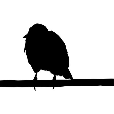 Silhouette of the Bird Perched on the Electrical Wire Base on my Photography. Vector Illustrationのイラスト素材