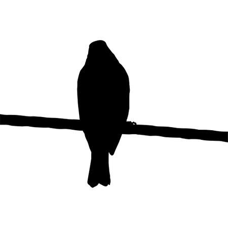 Silhouette of the Bird Perched on the Electrical Wire Base on my Photography. Vector Illustrationのイラスト素材