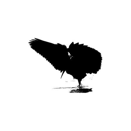 The Black Heron Bird (Egretta Ardesiaca), also known as the Black Egret Silhouette for Art Illustration, Logo, Pictogram, Website, or Graphic Design Element. Vector Illustrationのイラスト素材