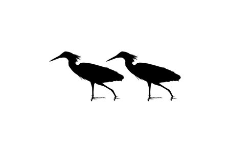 Pair of The Black Heron Bird (Egretta Ardesiaca), also known as the Black Egret Silhouette for Art Illustration, Logo, Pictogram, Website, or Graphic Design Element. Vectorのイラスト素材
