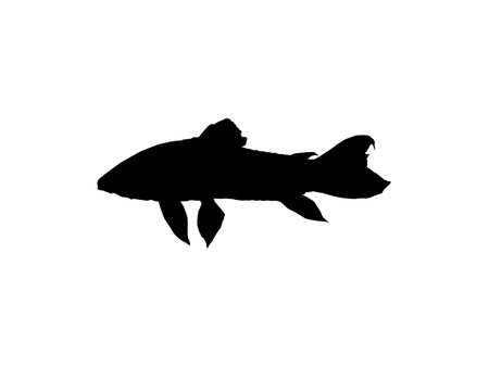 Silhouette of the The Kwi Kwi or Hoplosternum littorale is a species of Armoured Catfish from the Callichthyidae family. Vector Illustrationのイラスト素材