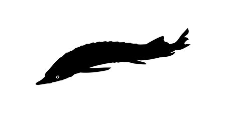 Beluga Sturgeon or Huso Fish Silhouette, Fish Which Produce Premium and Expensive Caviar, For Logo Type, Art Illustration, Pictogram, Apps, Website or Graphic Design Elementのイラスト素材