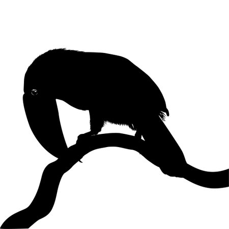 Toucans are Neotropical members of the near passerine bird family Ramphastidae. The Ramphastidae are most closely related to the American barbets, Bird Silhouette. Vectorのイラスト素材