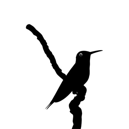 Perched Hummingbird Silhouette, can use Art Illustration, Website, Logo Gram, Pictogram or Graphic Design Element. Vector Illustrationのイラスト素材