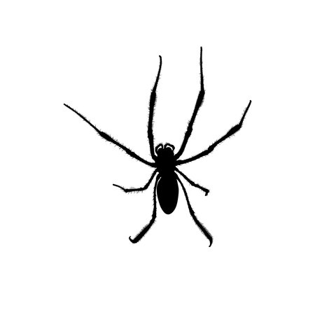 Spider Silhouette, can use for Icon, Symbol, Logo, Carnivorous Invertebrates Illustration, Apps, Pictogram, or Graphic Design Element. Vector Illustrationのイラスト素材