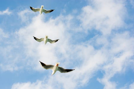 Seagulls flying in skyの写真素材