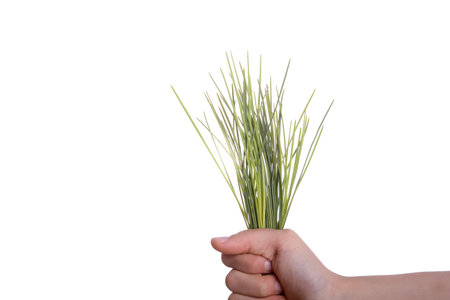Child holding a bunch of grass in hand on a white backgroundの写真素材