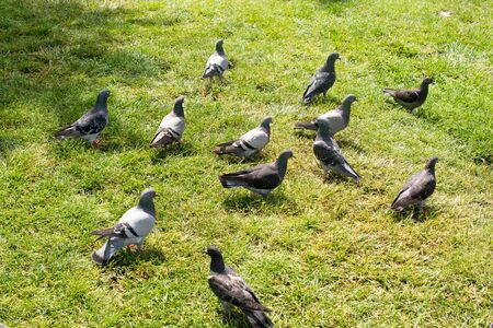 Beautiful pigeons on green grass on a sunny dayの写真素材