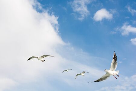 Seagulls flying in skyの写真素材