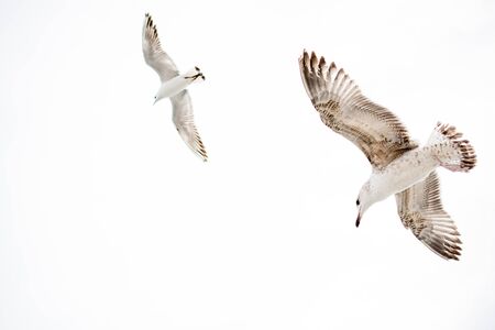 White Seagulls on a white backgroundの写真素材