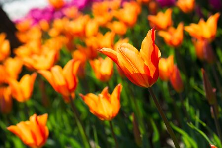 Fresh tulips of orange color in  nature in spring timeの写真素材