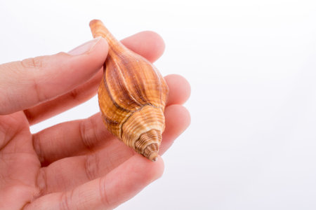 Hand holding Beautiful sea shell on a white background