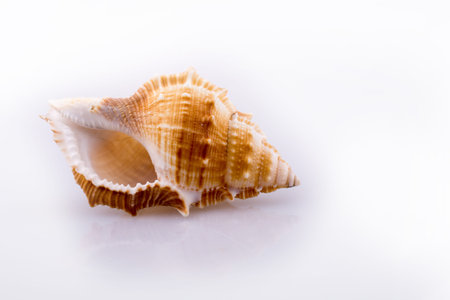 Beautiful sea shell on a white background
