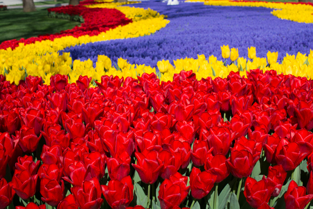 tulips of various colors  in  nature in spring timeの写真素材