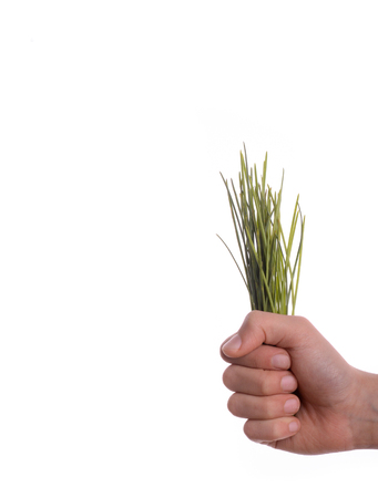 Child holding a bunch of grass in hand on a white backgroundの写真素材