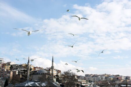 Seagulls flying in Bosphorus in Istanbul skyの写真素材