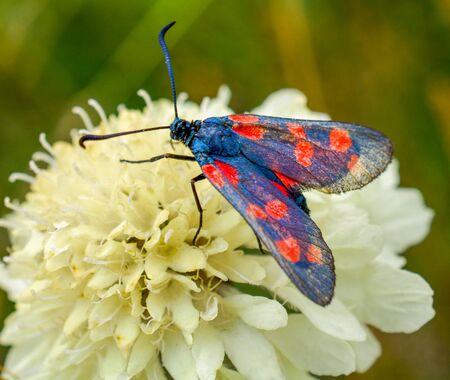 Beautiful butterfly land colorful on flower in natureの写真素材