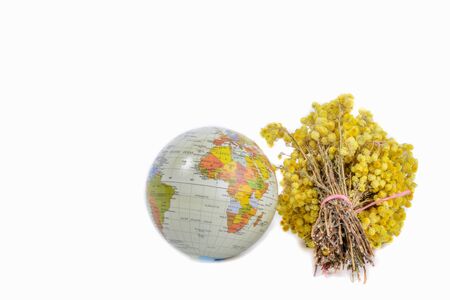 Globes and a  bunch of yellow wild flowers on white backgroundの写真素材