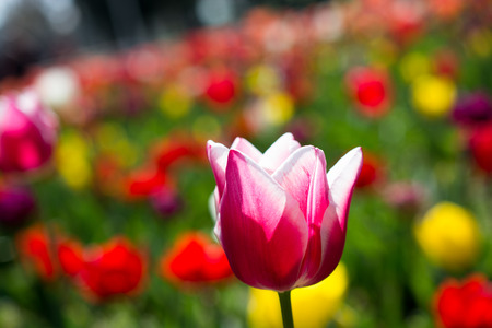 Fresh tulip of pink color in  nature in spring timeの写真素材