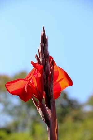 Beautiful fresh Iris flowers in nature backgroundの写真素材