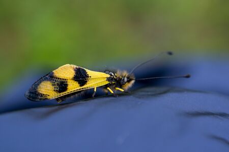 Yellow bug feeding on flowers in the natureの写真素材