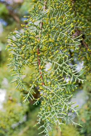 Green leaves of the spring seasonの写真素材