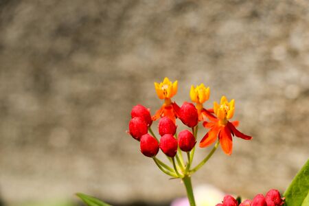 Beautiful  belly plant flowers flowers in nature backgroundの写真素材