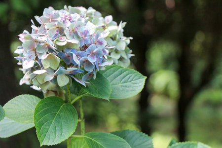 Beautiful fresh hydrangea flowers in nature background
