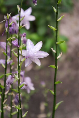 Beautiful fresh flowers in nature backgroundの写真素材